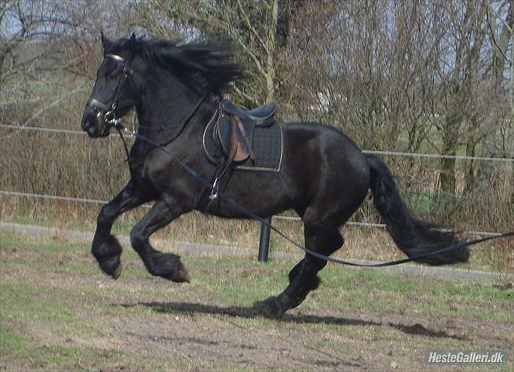 Frieser Faust - April 2011 billede 1