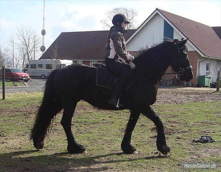 Frieser Faust - April 2011. Rytter: Mette billede 2