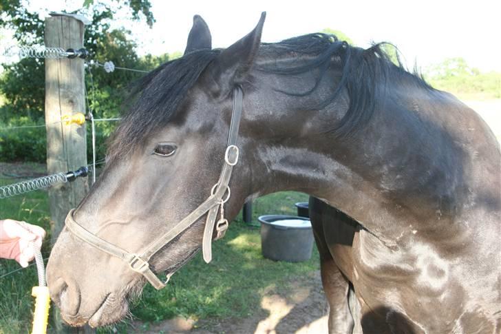 Frieser Faust - *NYT 24/6 - 09* billede 3