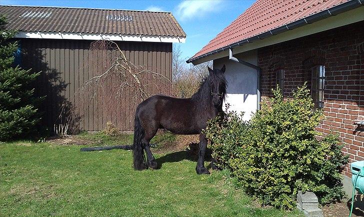 Frieser Faust - April 2011 billede 4