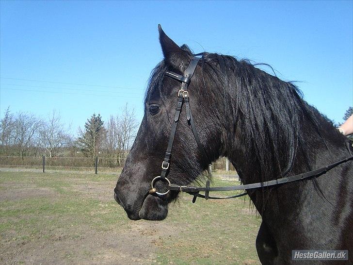 Frieser Faust - April 2011 billede 5