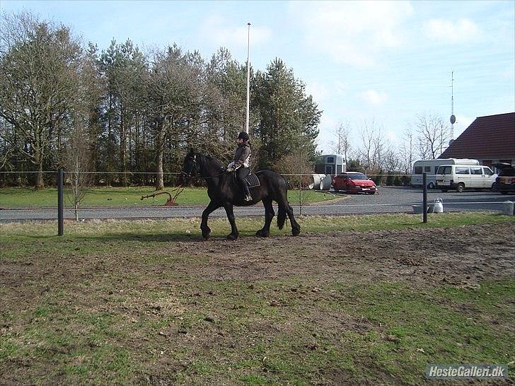 Frieser Faust - April 2011. Rytter: Mette billede 6