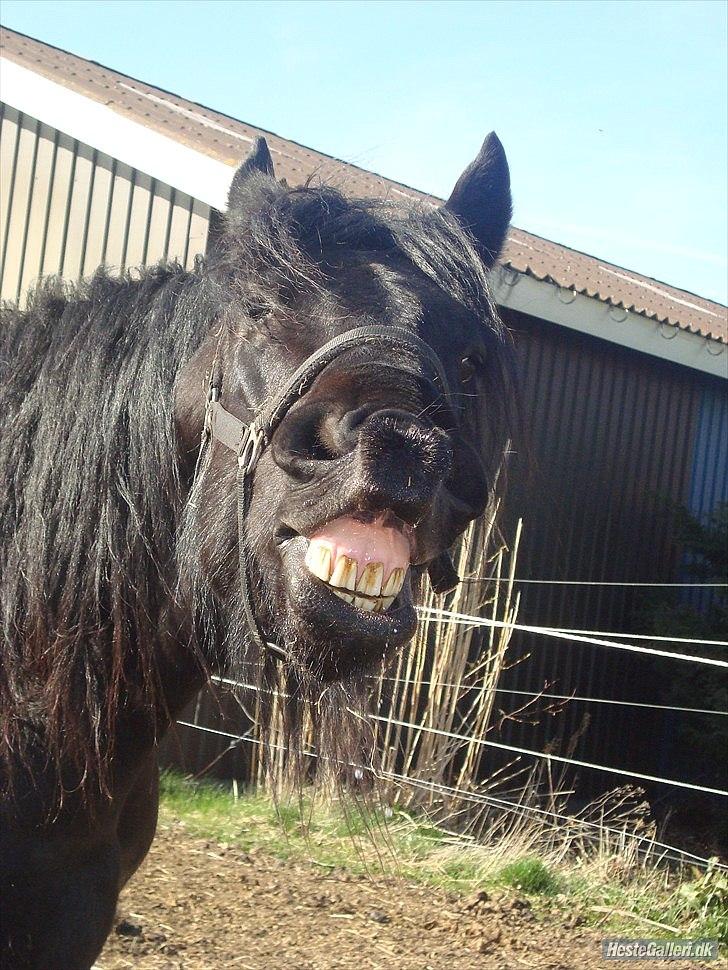 Frieser Faust - April 2011 billede 7