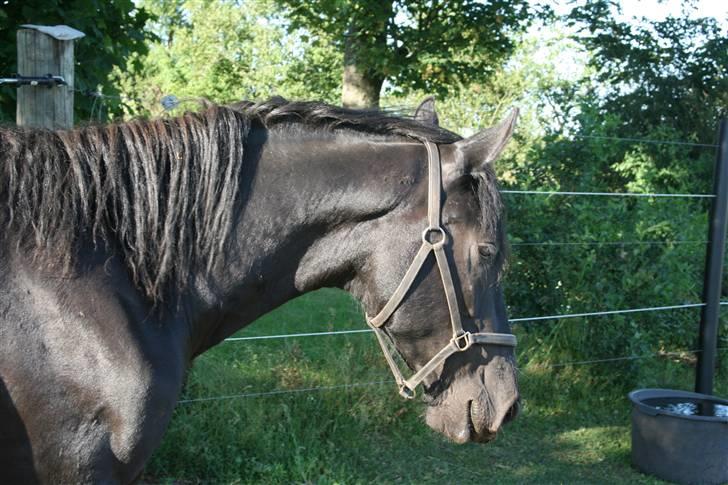 Frieser Faust - *NYT 24/6 - 09* billede 8