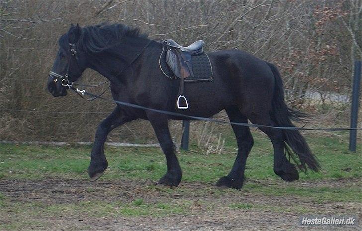 Frieser Faust - April 2011 billede 9