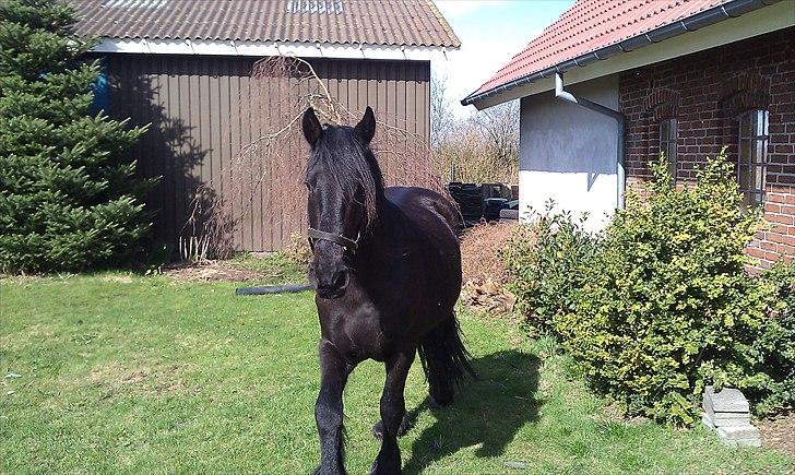 Frieser Faust - April 2011 billede 10