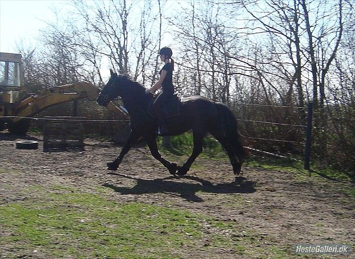 Frieser Faust - April 2011. Rytter: Mette billede 11