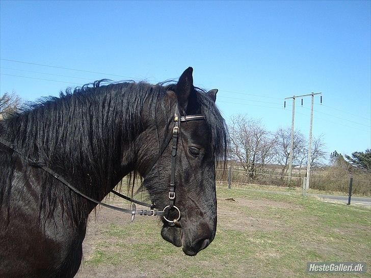 Frieser Faust - April 2011 billede 12