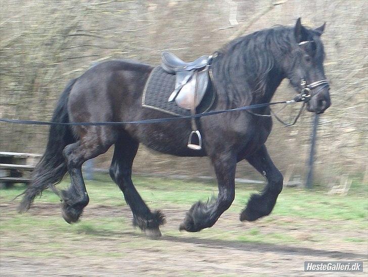 Frieser Faust - April 2011 billede 13