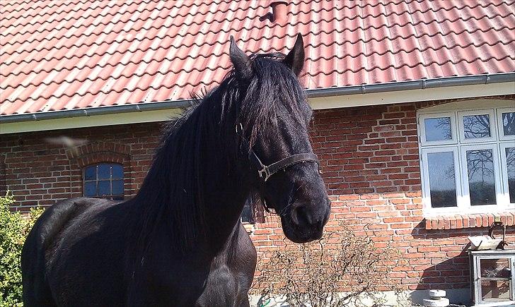 Frieser Faust - April 2011 billede 15