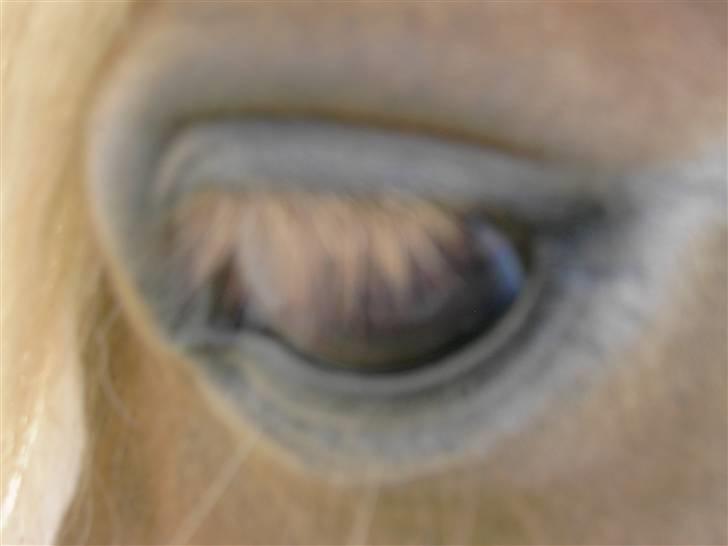 Welsh Pony af Cob-type (sec C) Åvangs Komtesse  - Komtesses øje <33´  billede 12