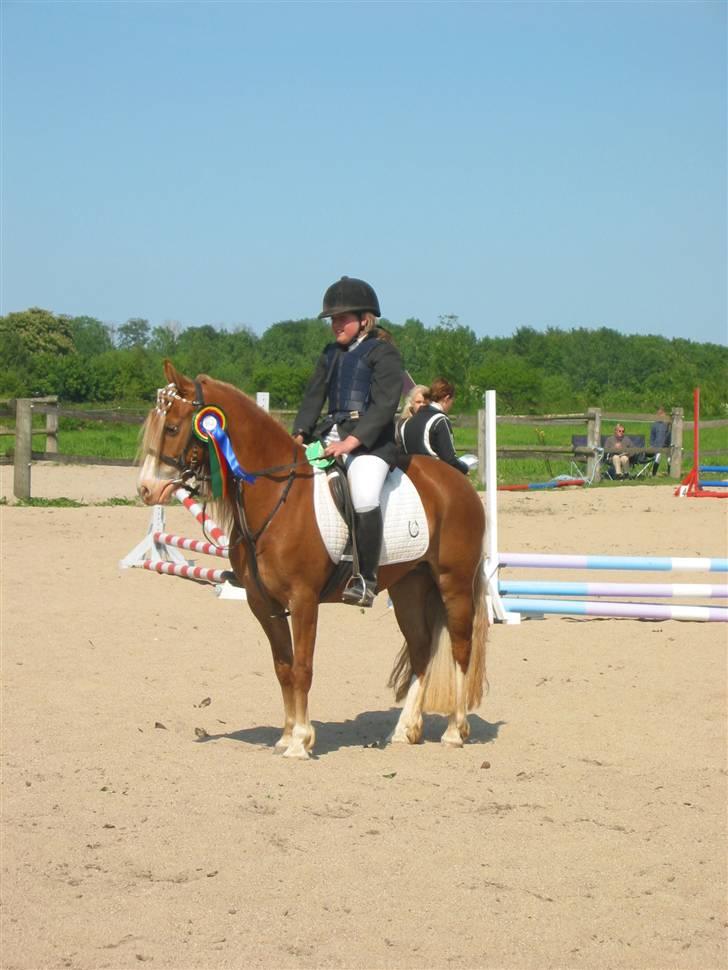 Welsh Pony af Cob-type (sec C) Åvangs Komtesse  - Komtesse vinder Pokalspringningen i vantinge. billede 13