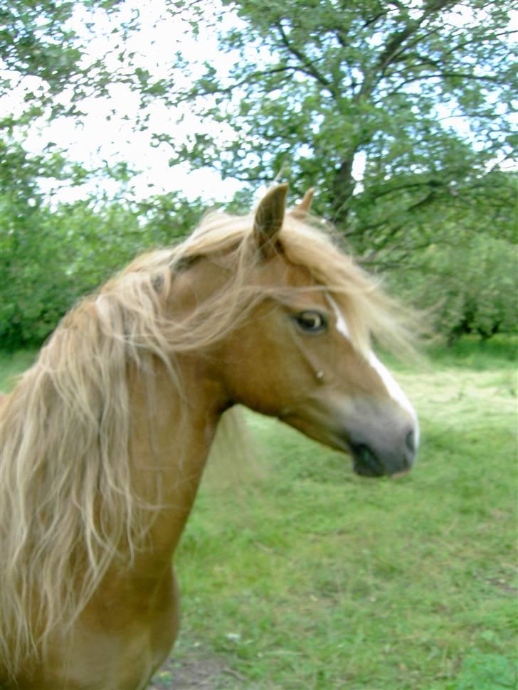 Welsh Pony af Cob-type (sec C) Åvangs Komtesse  - Komtesse i snave.  billede 15