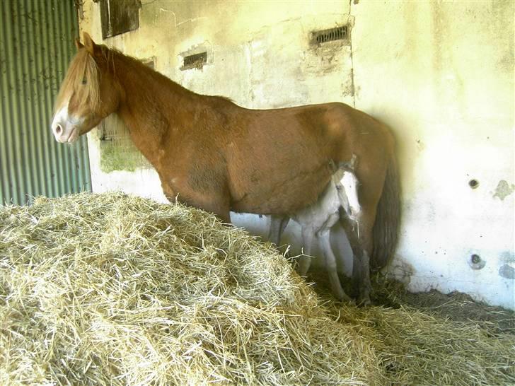 Welsh Pony af Cob-type (sec C) Åvangs Komtesse  - tesse m. føl i 2005. føllet (Den lille Havfrue) blev født på HCA´s 200års fødselsdag.  billede 16