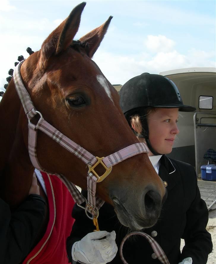 Tysk Sportspony Darling 179 solgt:'S - 1. efter vi var blevet distriktsmestre 2008;) la4 gennemsnit % på 68,3;)  fotograf: anne christensen billede 1
