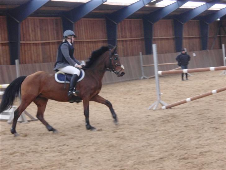 Anden særlig race Christianseje's Peanut - 10) lækre dejlige pony i en LA. billede 9