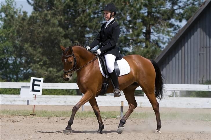 Tysk Sportspony Darling 179 solgt:'S - 12: darling i la4 vi red til 70,9% XD billede 12
