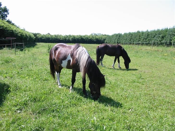 Islænder Stjerni billede 11