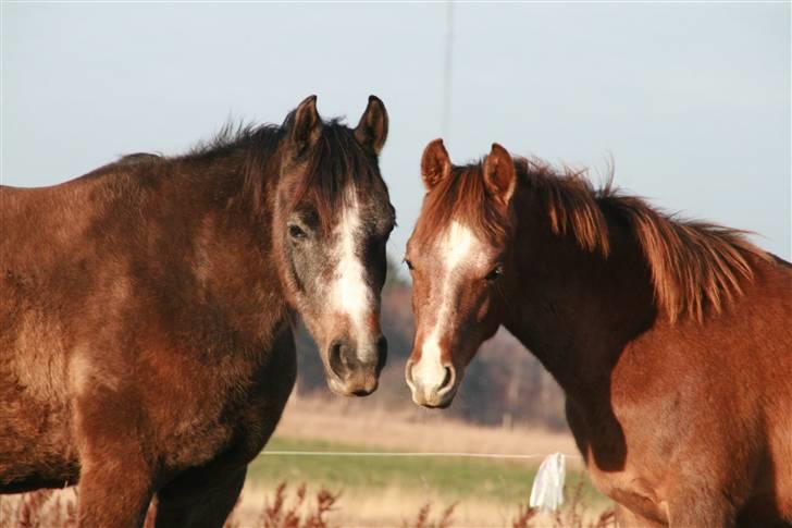 Arabisk fuldblod (OX) Cado´s Dakoda Ox 4338 R.I.P  - Elsker det billede. billede 10