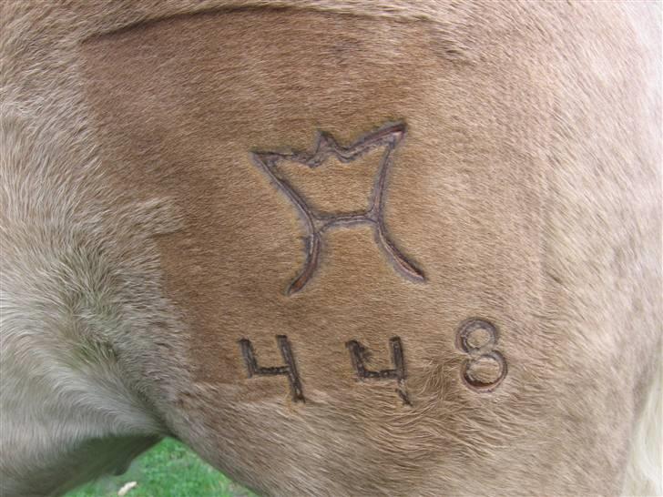 Haflinger Vidtskue Olivia *SOLGT* - Olivias brændemærke. Lavet den 26/8 2007 billede 17