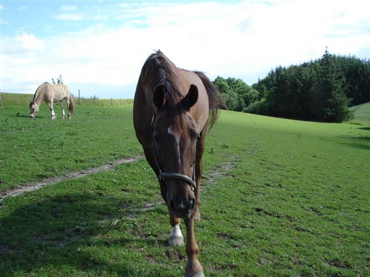 Svensk Varmblod Larkando Monet - nu kooommmer jeg :P billede 3