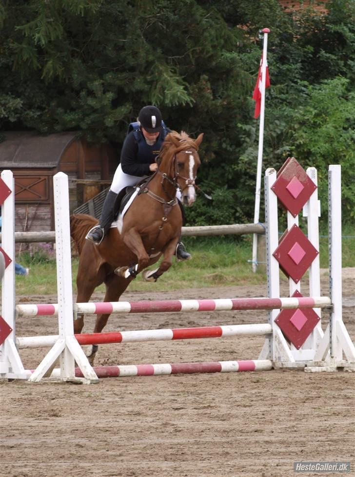 Hollandsk Sportspony Bijou † 2010 † -  Os der er til stævne i Struer ..  billede 7