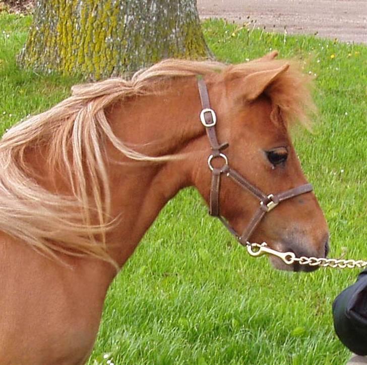 Dansk Miniature Egehøj`s Sweet Pumpkin - Sweety.. billede 1