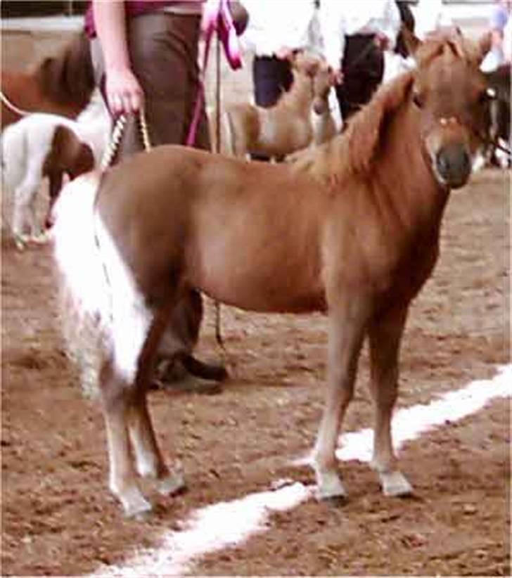 Dansk Miniature Egehøj`s Sweet Pumpkin - Sweety Årets Føl 2003 i DMHF billede 2