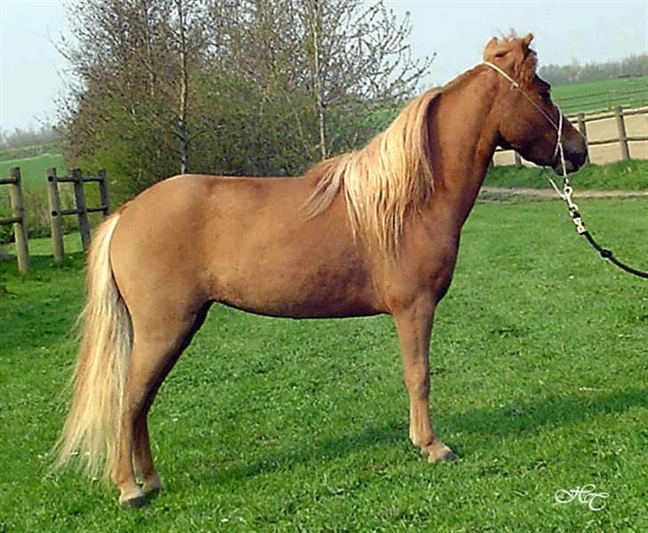 Dansk Miniature Egehøj`s Sweet Pumpkin - Sweety til kåring i DMHF 2006 (Årets Minihoppe) billede 4