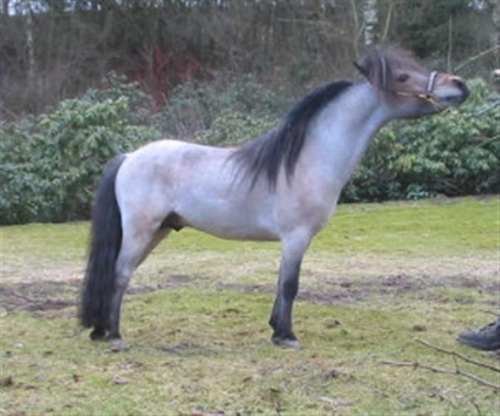 Dansk Miniature Egehøj`s Sweet Pumpkin - MH Tuffs Touch of Class (far til sweety`s føl i 2008) billede 5