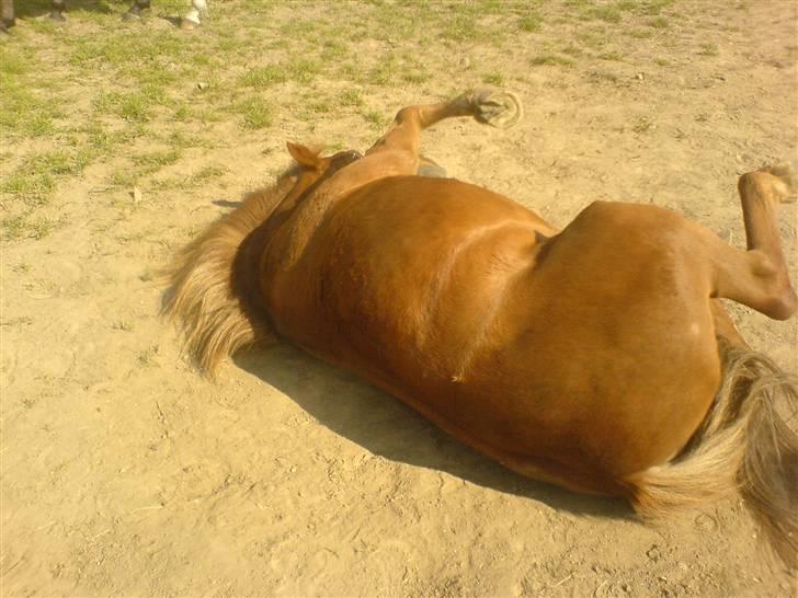 Anden særlig race Cheri<3 † Hvil I Fred<3 † - dejlige cheri billede 19