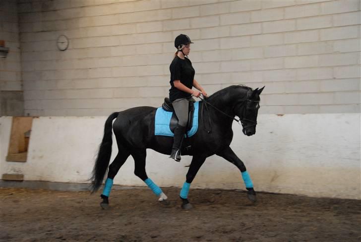 Anden særlig race Troldhøjs Cheval - så elegant :)<33            Foto: Farfar billede 11