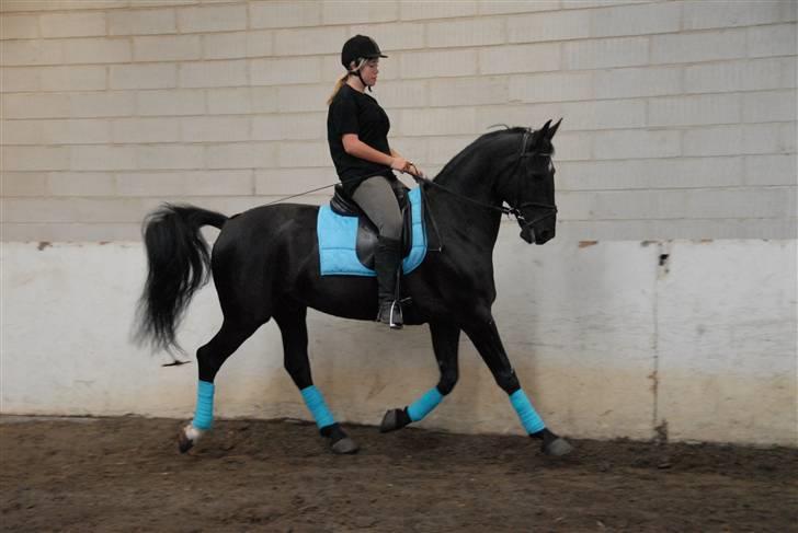 Anden særlig race Troldhøjs Cheval - vilde Fido:) eller nej ?<3      Foto: Farfar billede 12