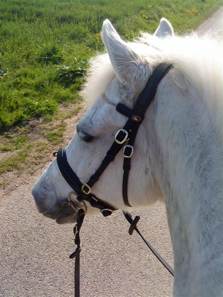 New Forest Odbjergs Pikant <3SOLGT:( - Emma og mig ville trække en tur med ponyerne da vi havde redet  men så satte jeg mig op istedet for:) billede 11