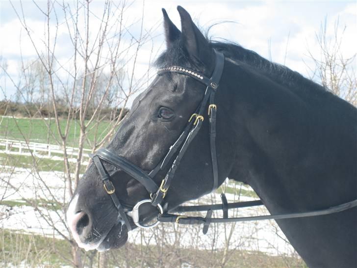 Anden særlig race Horse-Wear's Oktober - #NYT# smukke oktober - først i april 2008 billede 20