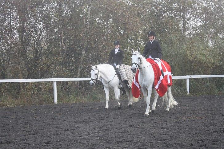 New Forest Odbjergs Pikant <3SOLGT:( - C-stævne i Lem den 10/10-10 Skridter sammen med Emmelie og Robin:D Er glad for at have mødt diig miin skat  :i <3  billede 12