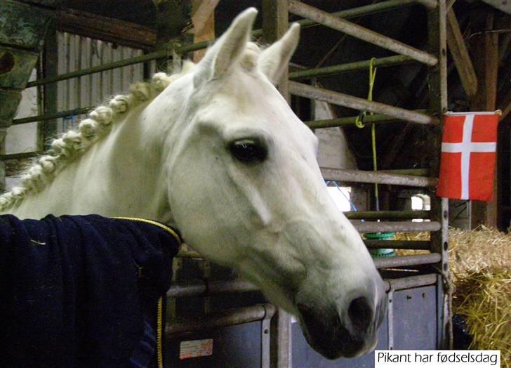 New Forest Odbjergs Pikant <3SOLGT:( - Da vi var i NTR til stævne havde Pikant fødselsdag..! billede 13