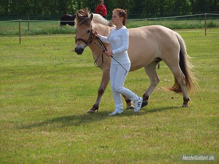 Fjordhest Ronja Kaptain  - NYT.. GL. estrup 2011 - 3. plads ud af 6 (22 point) Foto: Betina A. billede 10