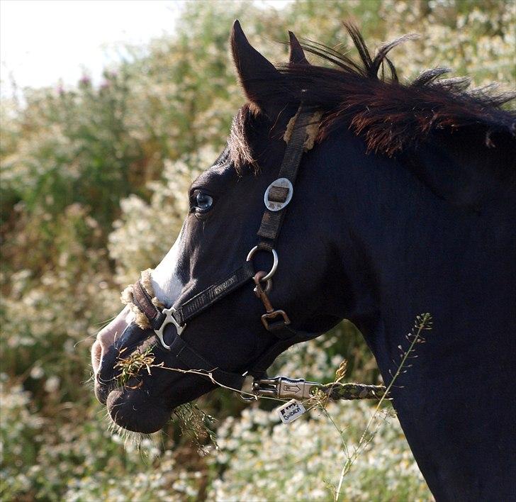 Anden særlig race Columbine  - Verdens smukkeste pony <3 Jeg savner dig.  billede 1