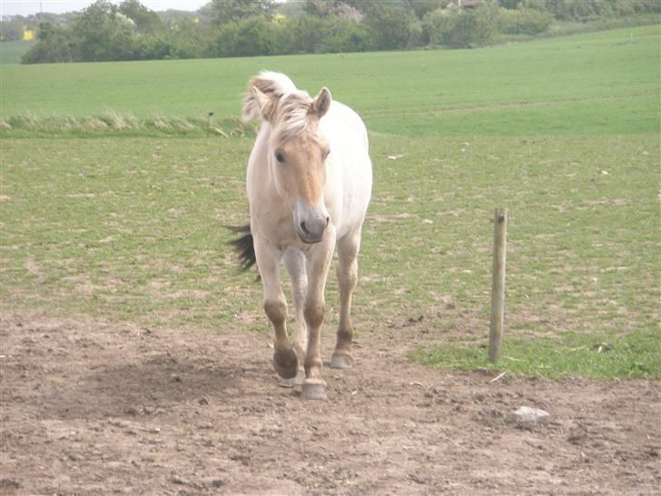 Fjordhest laban billede 7