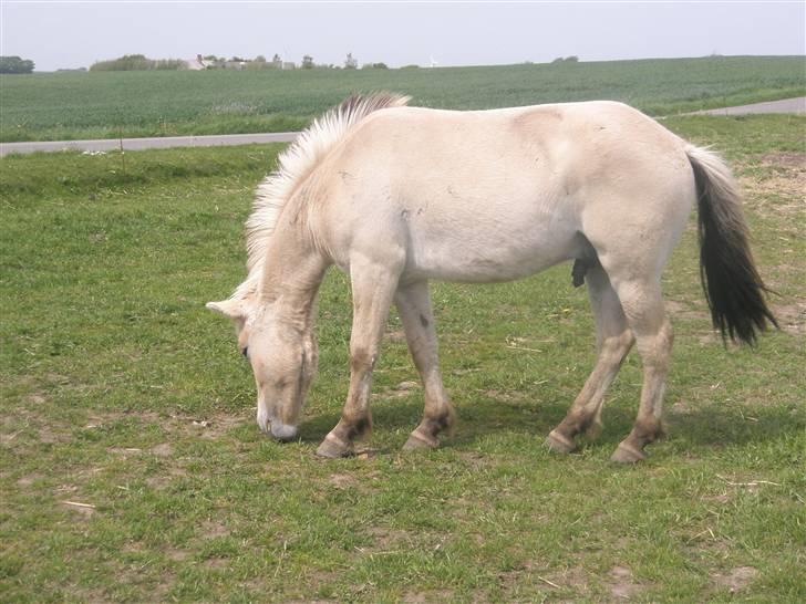 Fjordhest laban billede 8