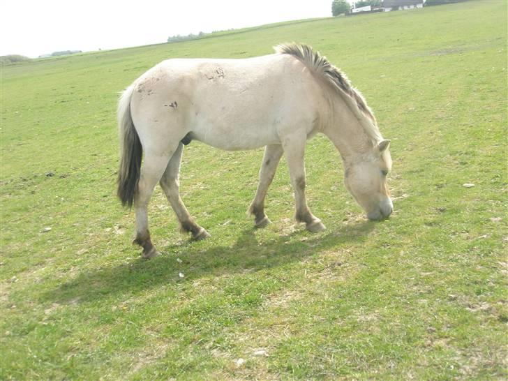 Fjordhest laban billede 9
