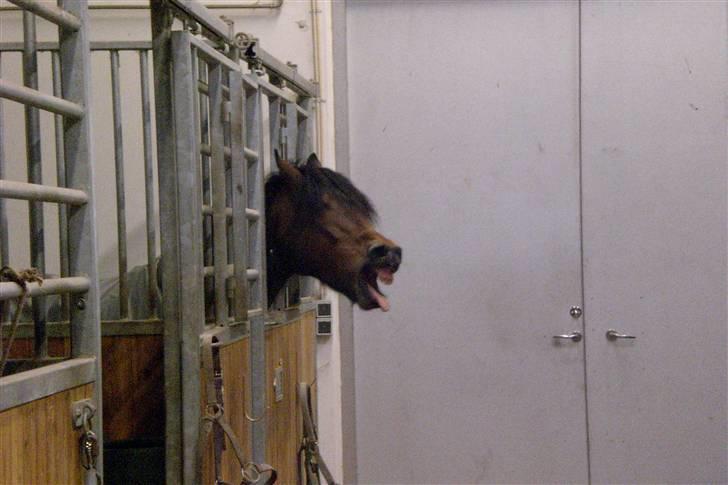 Anden særlig race Tordenskjold *Buller-basse* - frækkert billede 12