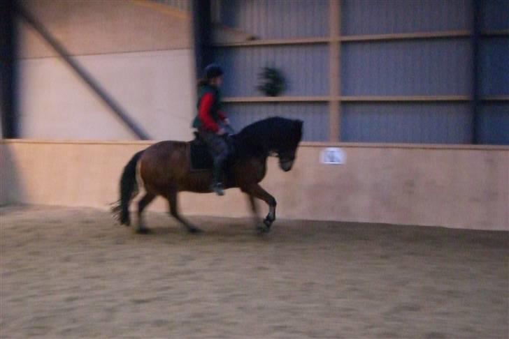 Anden særlig race Tordenskjold *Buller-basse* - galop galop billede 13