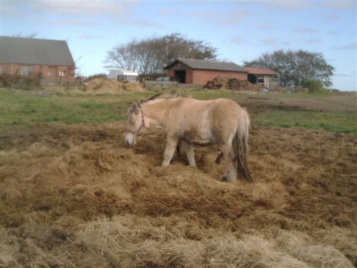 Fjordhest laban billede 10