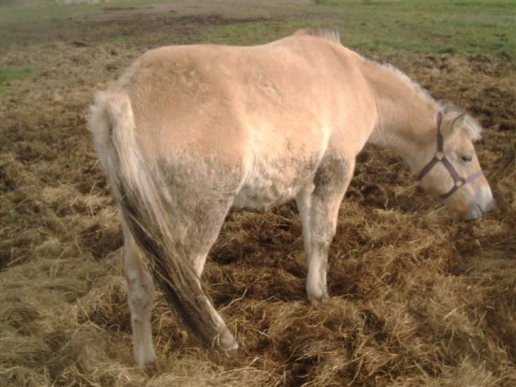 Fjordhest laban billede 11