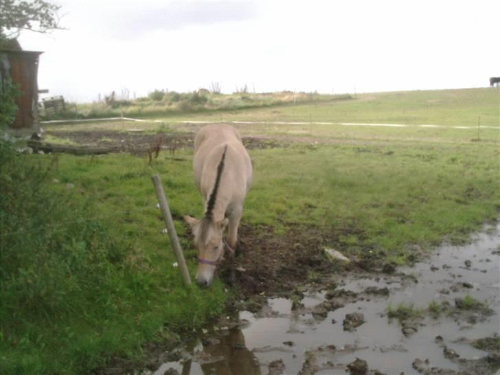 Fjordhest laban billede 12