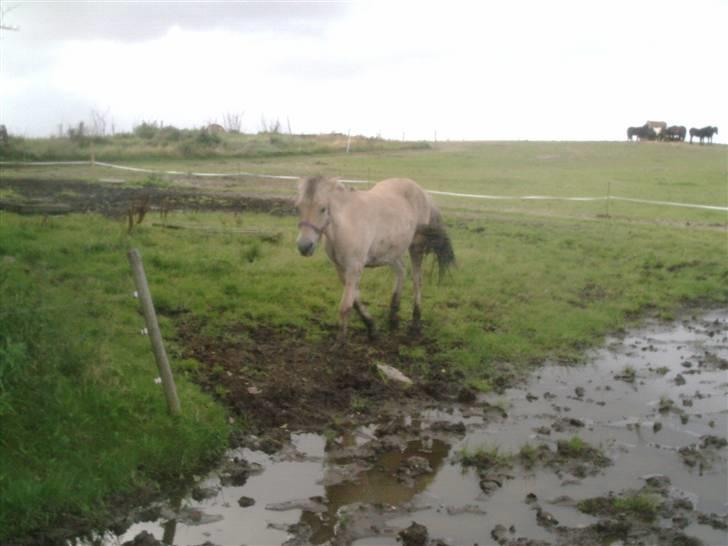 Fjordhest laban billede 13