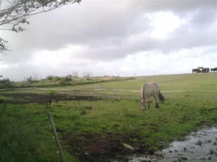 Fjordhest laban billede 14