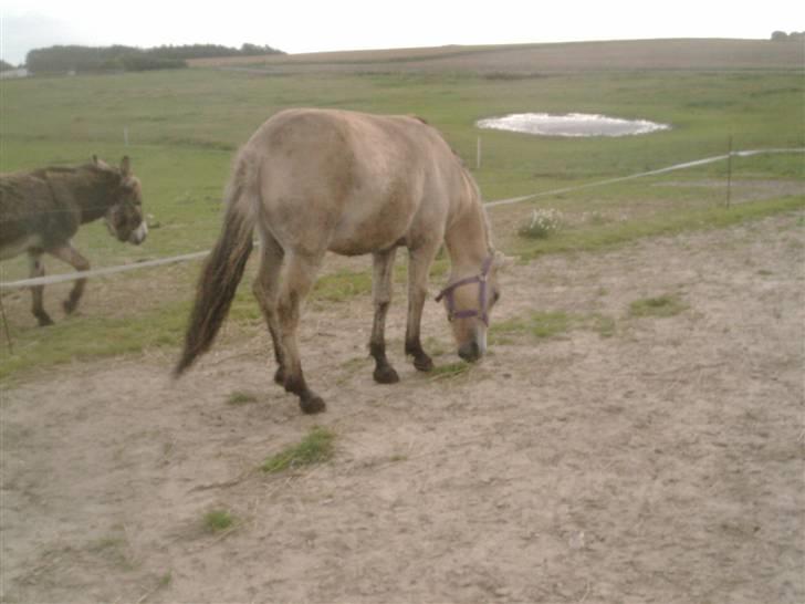Fjordhest laban billede 15